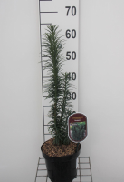 Cephalotaxus harringtonii 'Fastigiata'   pot   20 25 cm