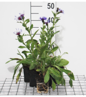 Centaurea montana 'Coerulea'   pot 9x9 cm  