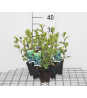 Ceratostigma plumbaginoides   pot 9x9 cm  
