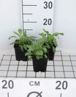 Centranthus ruber 'Albus'   pot 9x9 cm  
