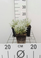 Cerastium tomentosum var. Columnae   pot 9x9 cm  