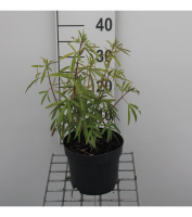 Choisya 'Aztec Pearl'   pot   25 30 cm  