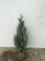 Chamaecyparis lawsoniana 'Columnaris'   aardekluit   100 125 cm