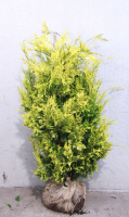 Chamaecyparis lawsoniana 'Ivonne'   aardekluit   100 125 cm