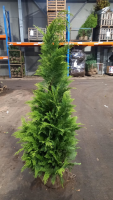 Chamaecyparis lawsoniana 'Stardust'   aardekluit   125 150 cm