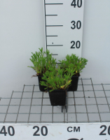 Chamaemelum nobile 'Ligulosum'   pot 9x9 cm (Roomse kamille)  