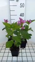 Chelone obliqua   pot 9x9 cm