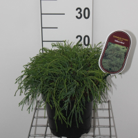 Chamaecyparis pisifera 'Filifera Nana'   pot   25 30 cm