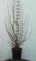 Chimonanthus praecox   pot 18L   125 150 cm