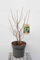 Chimonanthus praecox   pot 12L   80 100 cm
