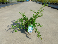 Chaenomeles x superba 'Jet Trail'   pot   30 40 cm