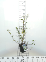 Chaenomeles speciosa 'Nivalis'   pot   30 40 cm  