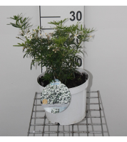 Choisya ternata 'Londaz' (White Dazzler)   pot   25 30 cm  