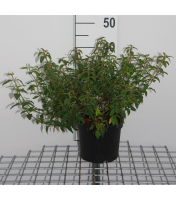 Cistus x hybridus   pot   20 25 cm