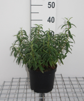 Cistus x purpureus   pot   20 25 cm