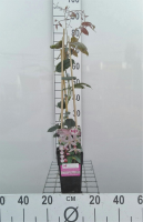 Clematis armandii 'Apple Blossom'   pot   50 60 cm  