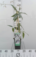 Clematis armandii   pot   50 60 cm  