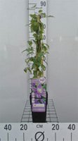 Clematis 'Justa'   pot   50 60 cm
