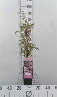 Clematis 'Fragrant Spring'   pot   50 60 cm  
