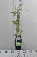 Clematis montana var. Grandiflora   pot   50 60 cm