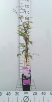 Clematis 'Mayleen'   pot   50 60 cm