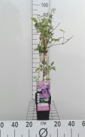Clematis montana var. Rubens   pot   50 60 cm  