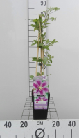 Clematis 'Piilu'   pot   50 60 cm