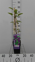 Clematis 'Polish Spirit'   pot   50 60 cm  