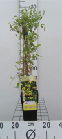 Clematis tangutica subsp. Obtusiuscula   pot   50 60 cm