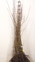 Corylus avellana   blote wortel   90 120 cm  