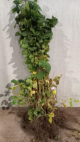Corylus avellana   blote wortel   100 150 cm   5 7 takken