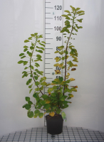 Cotinus coggygria 'Ancot' (Golden Spirit)   pot   40 60 cm  