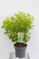 Cotinus coggygria 'Ancot' (Golden Spirit)   pot 12L   80 100 cm