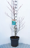 Cornus controversa   pot 12L   125 150 cm
