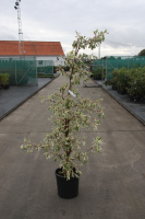 Cornus alba 'Variegata'   pot 18L   125 150 cm