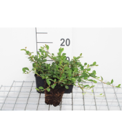 Cotoneaster dammeri   pot 9x9 cm   20 25 cm