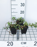 Cotoneaster dammeri 'Major'   pot 9x9 cm   20 25 cm