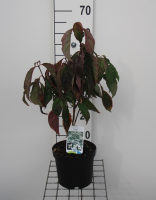 Cornus florida   pot   50 60 cm