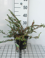 Cotoneaster horizontalis   pot 3L   30 40 cm