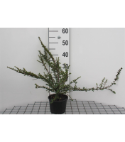 Cotoneaster horizontalis   pot 1,3L   20 25 cm