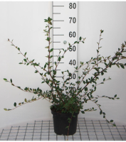 Cotoneaster lacteus   pot   40 60 cm