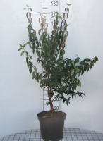 Cornus mas   pot 10L   60 80 cm
