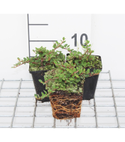 Cotoneaster procumbens 'Queen of Carpets'   pot 9x9 cm   15 20 cm  
