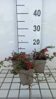 Cotoneaster procumbens 'Streib's Findling'   pot 9x9 cm   15 20 cm  