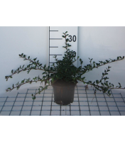 Cotoneaster radicans 'Eichholz'   pot 1,3L   20 30 cm