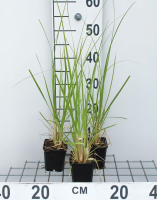 Cortaderia selloana   Pampasgras   pot 9x9 cm  