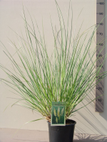 Cortaderia selloana 'Pumila'   pot 4L  