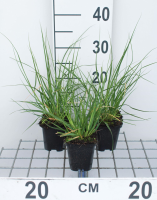 Cortaderia selloana 'Pumila'   pot 9x9 cm  