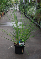 Cortaderia selloana 'Pumila'   pot 3L  