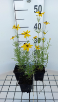 Coreopsis verticillata 'Grandiflora'   pot 9x9 cm